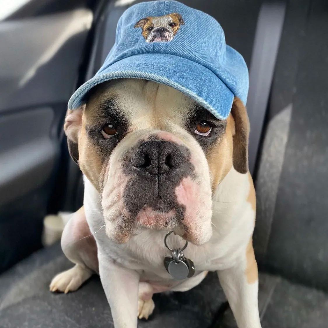 Custom Embroidered Pet Hat Using Pet Photo Personalized